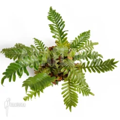 Santa Rosa Fern 'Aglaomorpha Coronans' -Green Haven Sales Store Aglaomorpha coronans XL 4