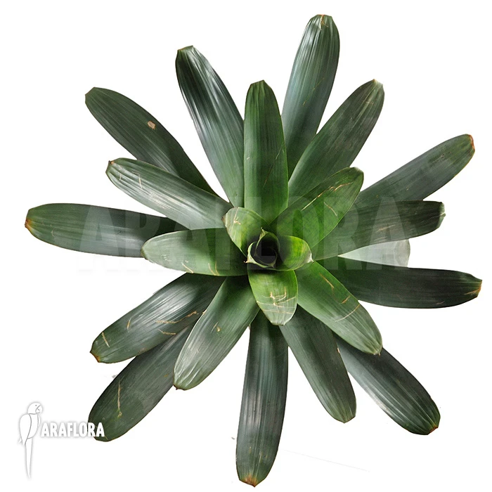 Bromeliad 'Alcantarea Imperialis' (Dark Clone) 1 Bromeliad 'Alcantarea Imperialis' (Dark Clone)