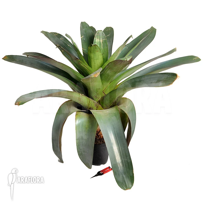 Bromeliad 'Alcantarea Imperialis' (Dark Clone) 4 Bromeliad 'Alcantarea Imperialis' (Dark Clone) - Image 4