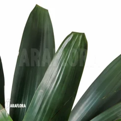 Bromeliad 'Alcantarea Imperialis' (Dark Clone) 6 Bromeliad 'Alcantarea Imperialis' (Dark Clone) -Green Haven Sales Store Alcantarea imperialis Dark clone 3