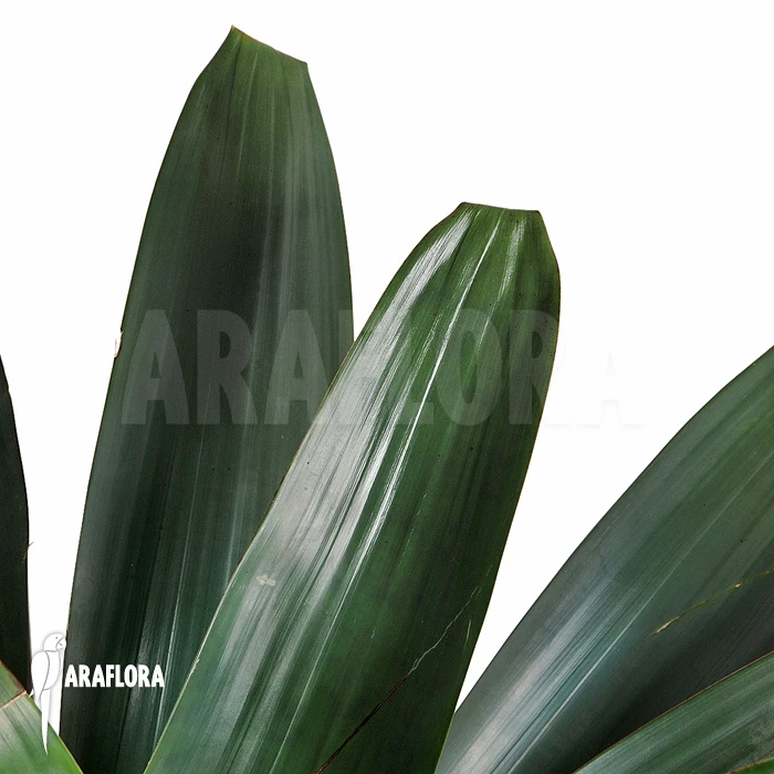 Bromeliad 'Alcantarea Imperialis' (Dark Clone) 3 Bromeliad 'Alcantarea Imperialis' (Dark Clone) - Image 3