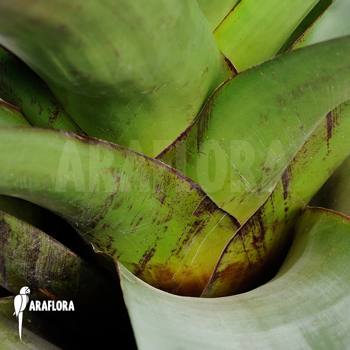 Bromeliad 'Alcantarea Imperialis' (Dark Clone) 2 Bromeliad 'Alcantarea Imperialis' (Dark Clone) - Image 2