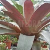 Bromeliad 'Alcantarea Imperialis' (rubra)