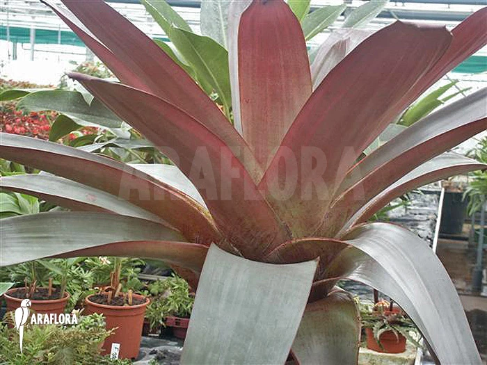 Bromeliad 'Alcantarea Imperialis' (rubra) 1 Bromeliad 'Alcantarea Imperialis' (rubra)