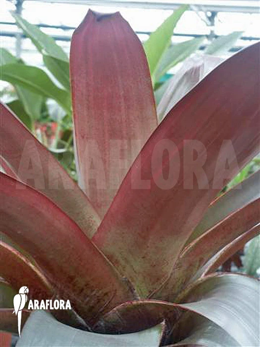Bromeliad 'Alcantarea Imperialis' (rubra) 4 Bromeliad 'Alcantarea Imperialis' (rubra) - Image 4