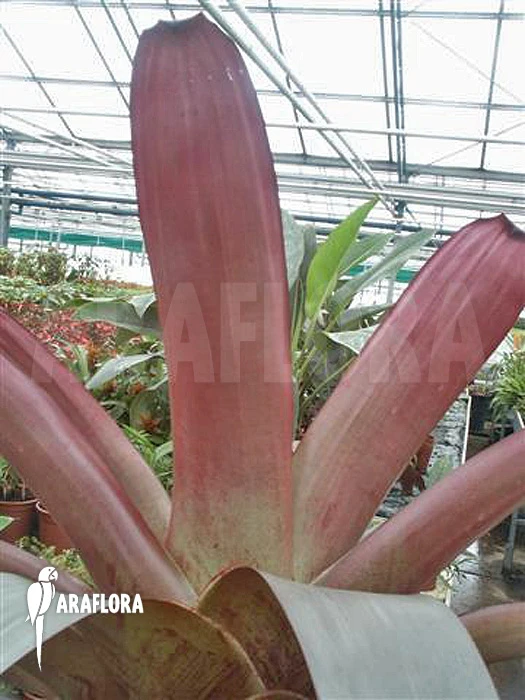 Bromeliad 'Alcantarea Imperialis' (rubra) 3 Bromeliad 'Alcantarea Imperialis' (rubra) - Image 3