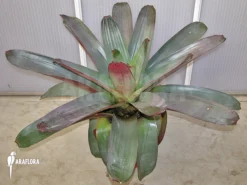 Bromeliad 'Alcantarea Imperialis' (rubra) 5 Bromeliad 'Alcantarea Imperialis' (rubra) -Green Haven Sales Store Alcantarea imperialis rubra 04