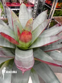 Bromeliad 'Alcantarea Imperialis 'rubra''