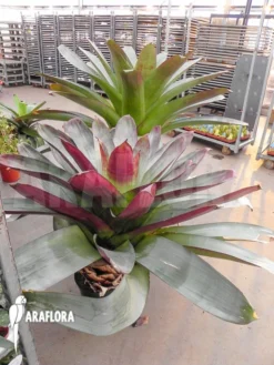 Bromeliad 'Alcantarea Imperialis 'rubra'' -Green Haven Sales Store Alcantarea imperialis rubra 2