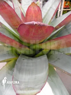 Bromeliad 'Alcantarea Imperialis 'rubra'' -Green Haven Sales Store Alcantarea imperialis rubra 3