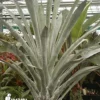 Bromeliad 'Alcantarea Odorata' 'silver Clone'
