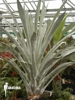 Bromeliad 'Alcantarea Odorata' 'silver Clone'