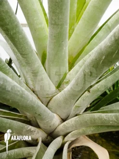 Bromeliad 'Alcantarea Odorata' 'silver Clone' Starter