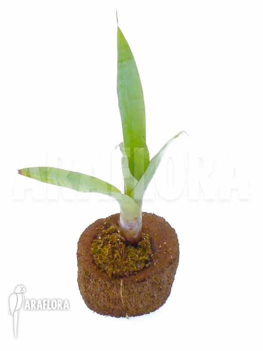 Bromeliad 'Alcantarea Odorata' 'silver Clone' Starter 2 Bromeliad 'Alcantarea Odorata' 'silver Clone' Starter - Image 2