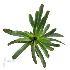 Bromeliad 'Alcantarea Regina' -Green Haven Sales Store Alcantarea regina 3