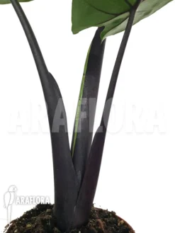 Alocasia 'Black Cobra' -Green Haven Sales Store Alocasia Black cobra 3