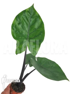 Alocasia 'Black Cobra' -Green Haven Sales Store Alocasia Black cobra 5