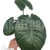 Alocasia 'Chocolat Green'
