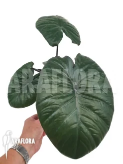Alocasia 'Chocolat Green'