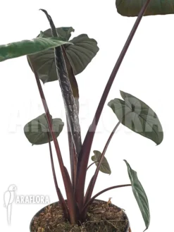 Alocasia 'Chocolat Green' -Green Haven Sales Store Alocasia Chocolat green 3