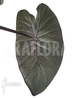 Alocasia 'Chocolat Green' -Green Haven Sales Store Alocasia Chocolat green 4