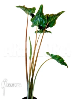 Alocasia 'Dragon Tail' -Green Haven Sales Store Alocasia Dragon tail 2