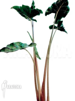 Alocasia 'Dragon Tail' -Green Haven Sales Store Alocasia Dragon tail 3