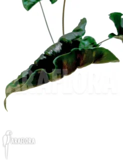Alocasia 'Dragon Tail' -Green Haven Sales Store Alocasia Dragon tail 6