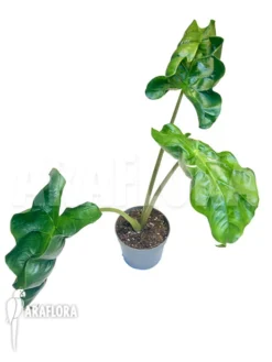 Alocasia 'Dragon Tail' 'Starter'