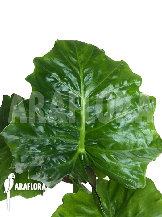 Alocasia Portodora 'Low Rider' 1 Alocasia Portodora 'Low Rider'