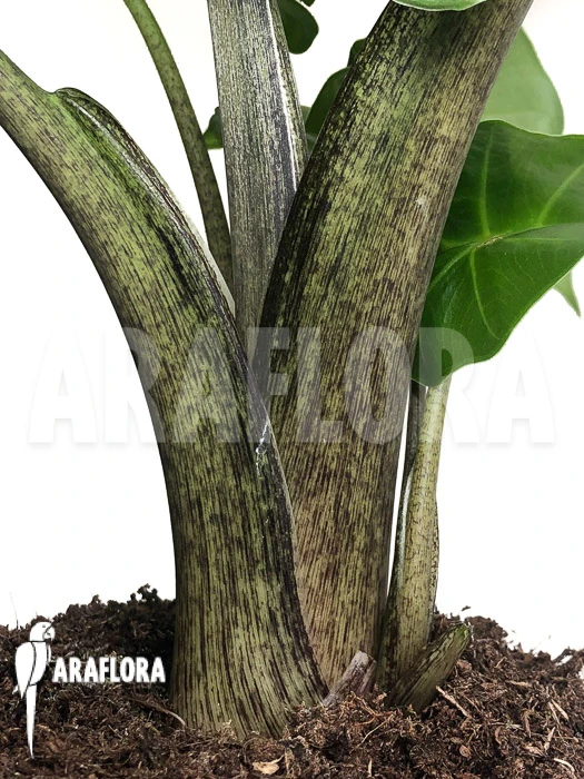 Alocasia Portodora 'Low Rider' 3 Alocasia Portodora 'Low Rider' - Image 3