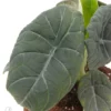 Alocasia 'Maharani' 'XL'