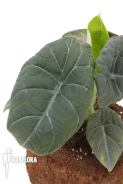 Alocasia 'Maharani' 'XL'