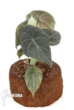 Alocasia 'Maharani' 'XL' 11 Alocasia 'Maharani' 'XL' -Green Haven Sales Store Alocasia Maharani XL 2