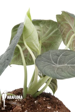 Alocasia 'Maharani' 'XL' 10 Alocasia 'Maharani' 'XL' -Green Haven Sales Store Alocasia Maharani XL 3