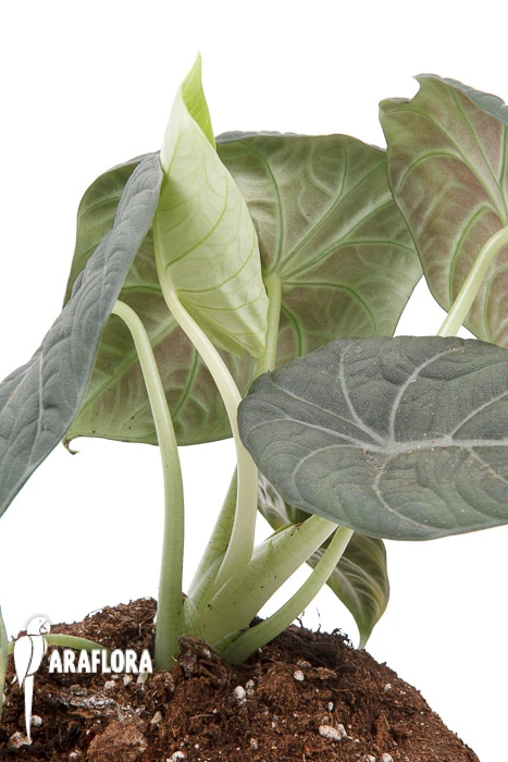 Alocasia 'Maharani' 'XL' 5 Alocasia 'Maharani' 'XL' - Image 5