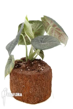 Alocasia 'Maharani' 'XL' 8 Alocasia 'Maharani' 'XL' -Green Haven Sales Store Alocasia Maharani XL 5