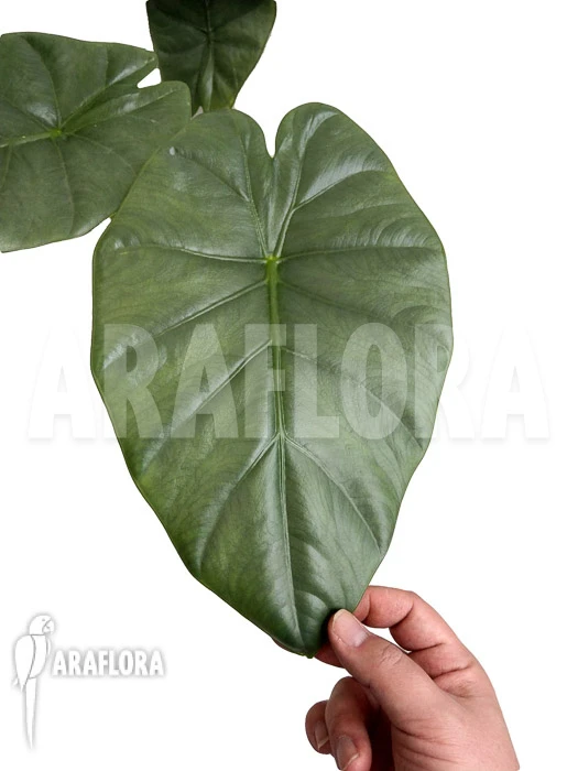 Alocasia 'Opal Beauty' 1 Alocasia 'Opal Beauty'