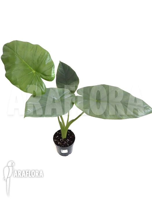 Alocasia 'Opal Beauty' 2 Alocasia 'Opal Beauty' - Image 2