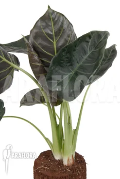 Alocasia 'Regal Shields' -Green Haven Sales Store Alocasia Regal shields 3