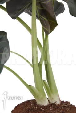Alocasia 'Regal Shields' -Green Haven Sales Store Alocasia Regal shields 4