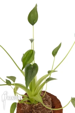 Alocasia 'Tiny Dancer'