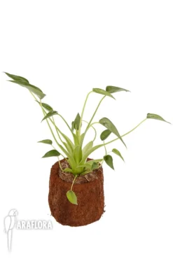 Alocasia 'Tiny Dancer' -Green Haven Sales Store Alocasia Tiny Dancer 2