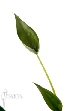 Alocasia 'Tiny Dancer' -Green Haven Sales Store Alocasia Tiny Dancer 6