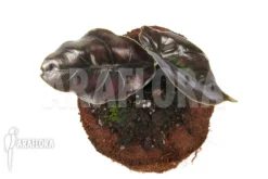 Alocasia Azlanii -Green Haven Sales Store Alocasia azlanii 2