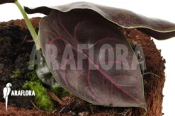 Alocasia Azlanii -Green Haven Sales Store Alocasia azlanii 3