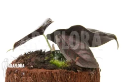 Alocasia Azlanii -Green Haven Sales Store Alocasia azlanii 4