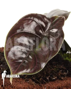Alocasia Azlanii -Green Haven Sales Store Alocasia azlanii 5
