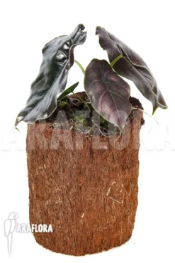 Alocasia Azlanii 'XL' -Green Haven Sales Store Alocasia azlanii XL 2