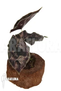 Alocasia Azlanii 'XL' -Green Haven Sales Store Alocasia azlanii XL 4